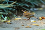 White-eared Ground-Sparrow portfolio