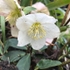 09 Christmas Rose Hellebore