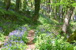 Bluebells near Looe in Cornwall