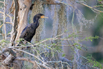 Double-crested Cormorant perched in tree, Blue Cypress Lake, Florida