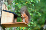 Red Squirrel