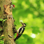 Woodpecker
