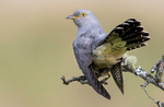 Male Cuckoo