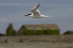 Sandwich Tern, Cemlyn Bay, Anglesey, North Wales