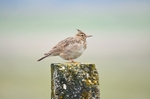 Crested Lark