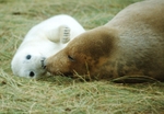 Ken Davis - Lincolnshire Grey Seals Donna Nook - Leica R9 70-210mm f4