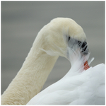 Veil of Feathers