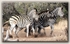 Zebra's on the move
