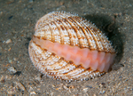 Acanthocardia echinata