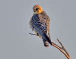 Red Footed Falcon - female.