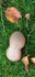 Puffballs sp