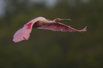 Roseate Spoonbill