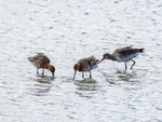 Black-tailed Godwits