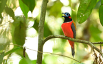Danum valley