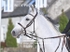 BPP_2454
