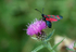 Six-Spot Burnet