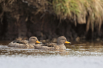 Yellow-billed Teal portfolio