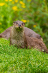 european otter lutra lutra-8153