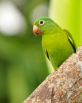 Orange-chinned Parakeet near the feeders at Leaves and Lizards