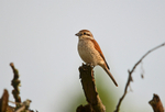 Red-backed Shrike