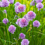 Alliums