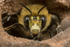 Anthophora  plumipes (m)