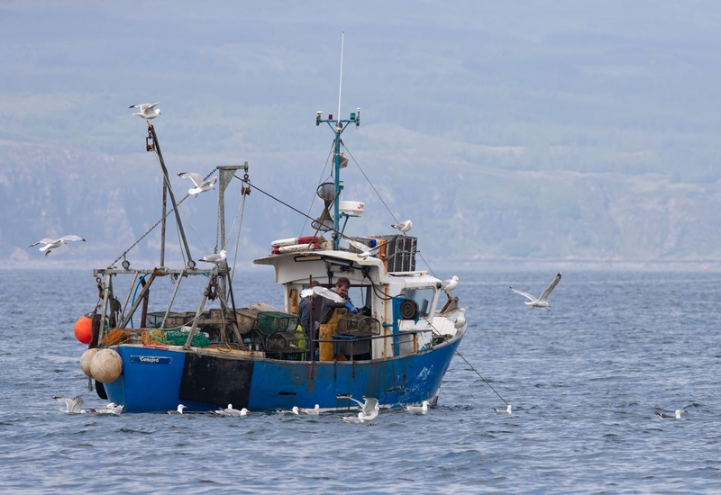 Herring Gull - Isle of Skye - Scotland