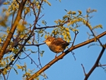 Common Whitethroat