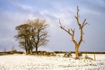 Winter at Tegg's Nose (2)