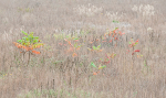 OCTOBER MEADOW - NORFOLK COUNTY