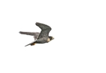 Adult Peregrine,county Louth