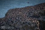 Breeding Guillemots