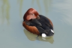 Ferruginous Duck