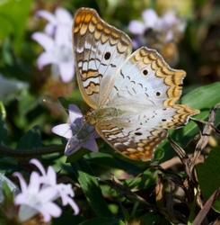 AnimalsCreatures _0056