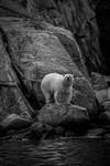 Polar bear  8016