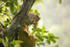 Macaque Monkey in Jungle in Ella Sri Lanka 5