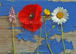 Wildflowers on a Blue Boat