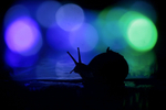Urban Snail photography - Bristol portfolio