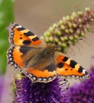 Tortoiseshell