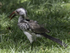 Damara Red-billed Hornbill