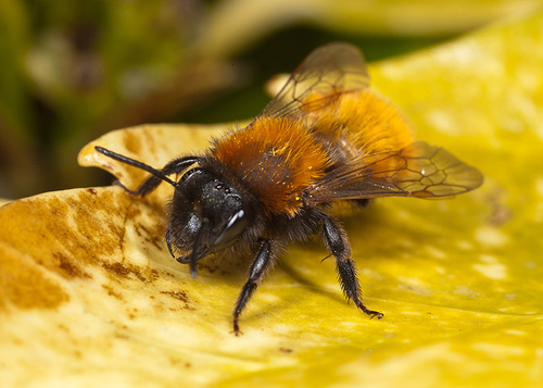 [i]Andrena fulva[/i] female. Warwickshire, 2102.