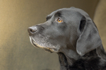 Best of Gun Dogs portfolio