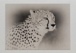 016 Cheetah portrait