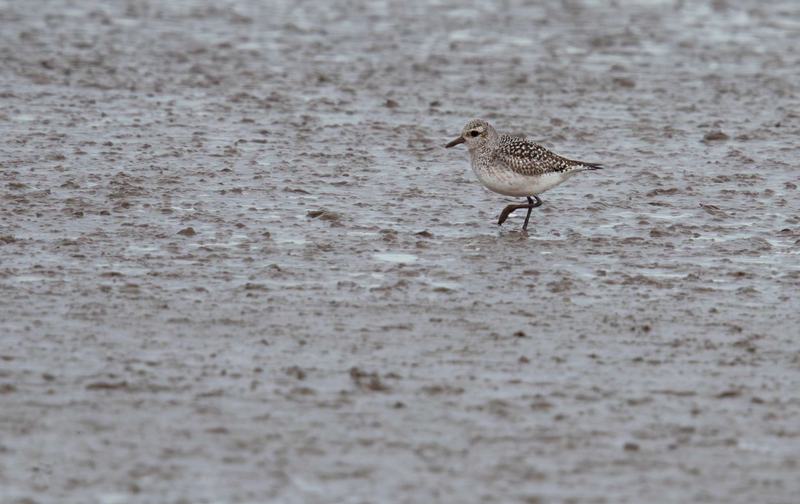 Black-Bellied Plover - Dee Estuary - North Wales