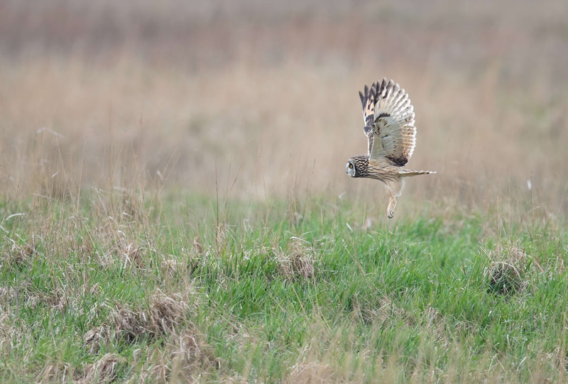 Short Eared Owl