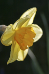 Daffodil_ FL002