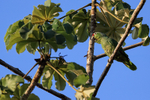 Red-lored Amazon in tree, Osa Peninsula, Costa Rica