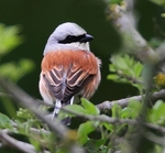 Red Backed Shrike