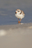Piping Plover at water's edge, Fort De Soto Park, Florida