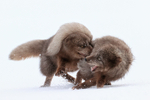 Arctic Fox biting another, Hornstrandir, Iceland